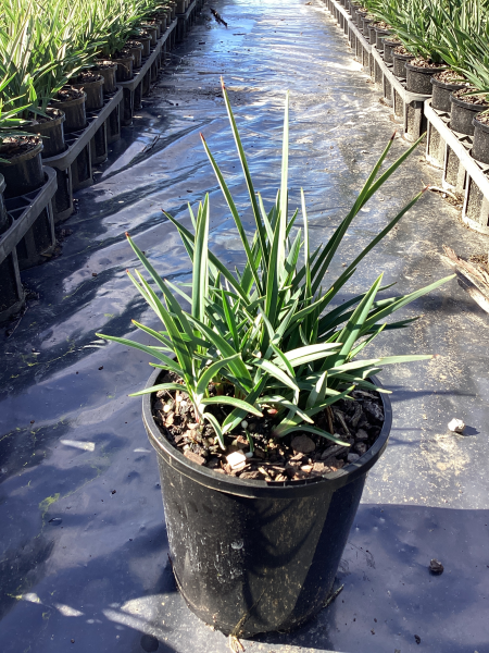 Dianella Revoluta ‘DR5000’ (Little Rev™ Flax Lily)
