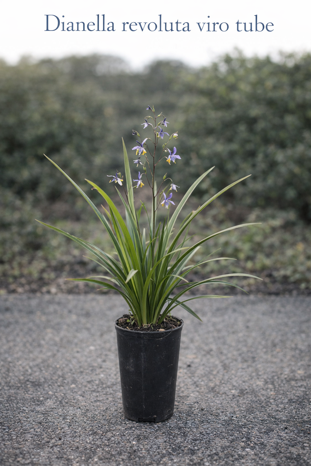 Dianella Revoluta