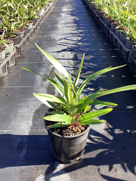 Dianella Tasmanica (TR20 Tasred®)