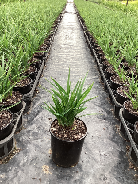 Dianella revoluta (DRG04) ‘REVELATION®’ (Flax Lily)