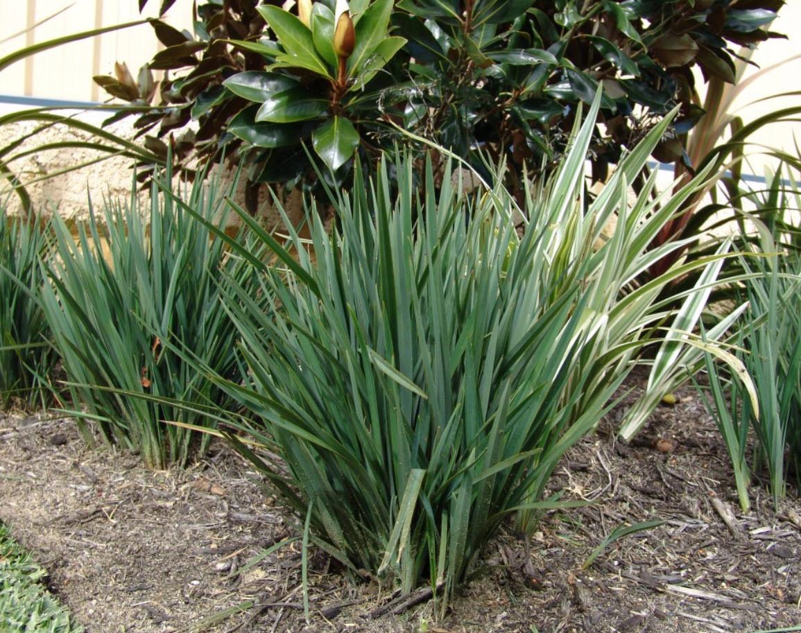 Dianella Revoluta ‘DR5000’ (Little Rev™ Flax Lily)