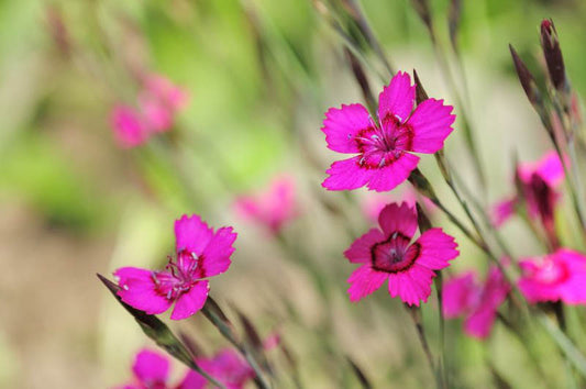 Dianthus Deltoides ‘Salmon Baby’ (Salmon Baby Maiden Pink)