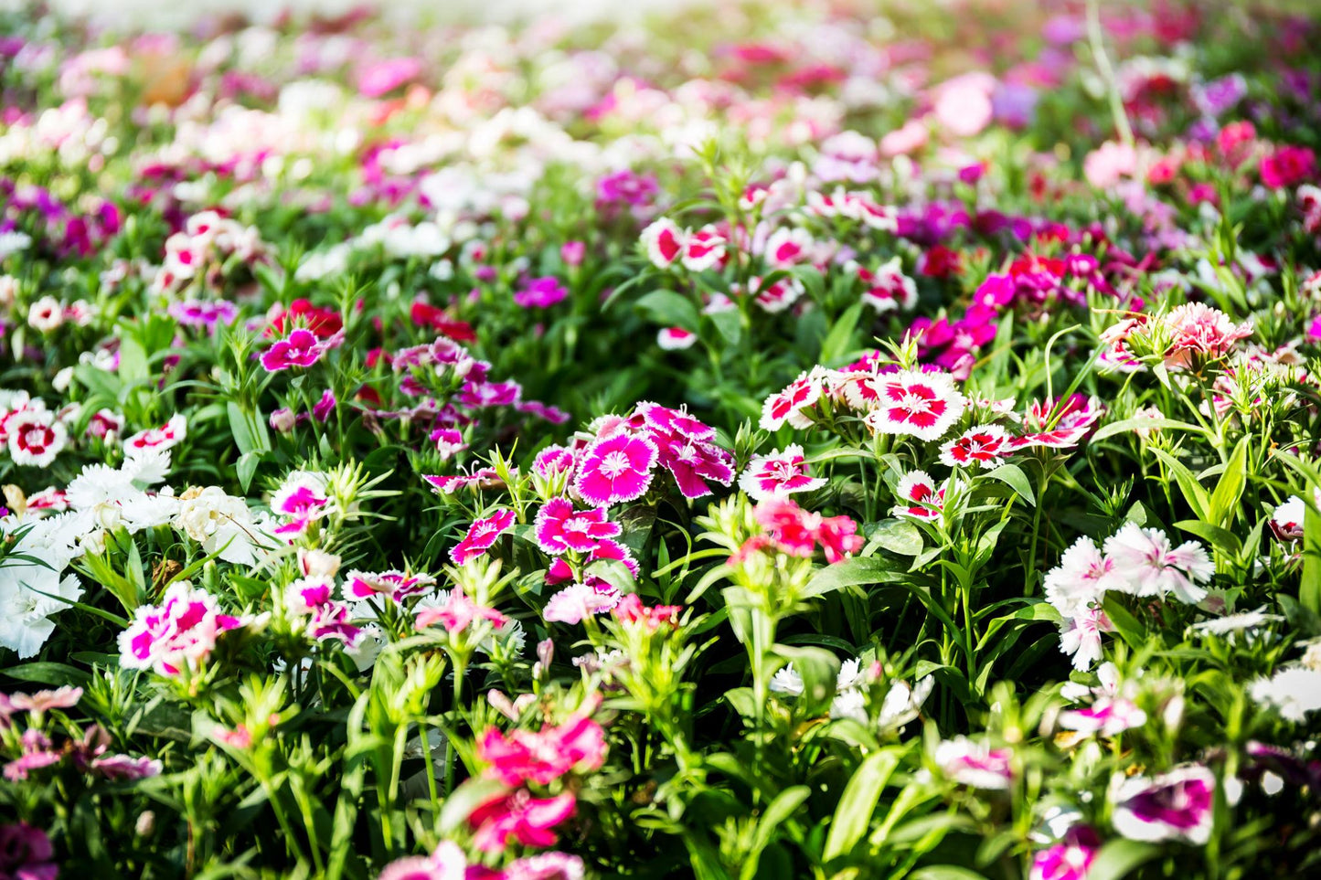 Dianthus Chinensis (Dianthus Dart)