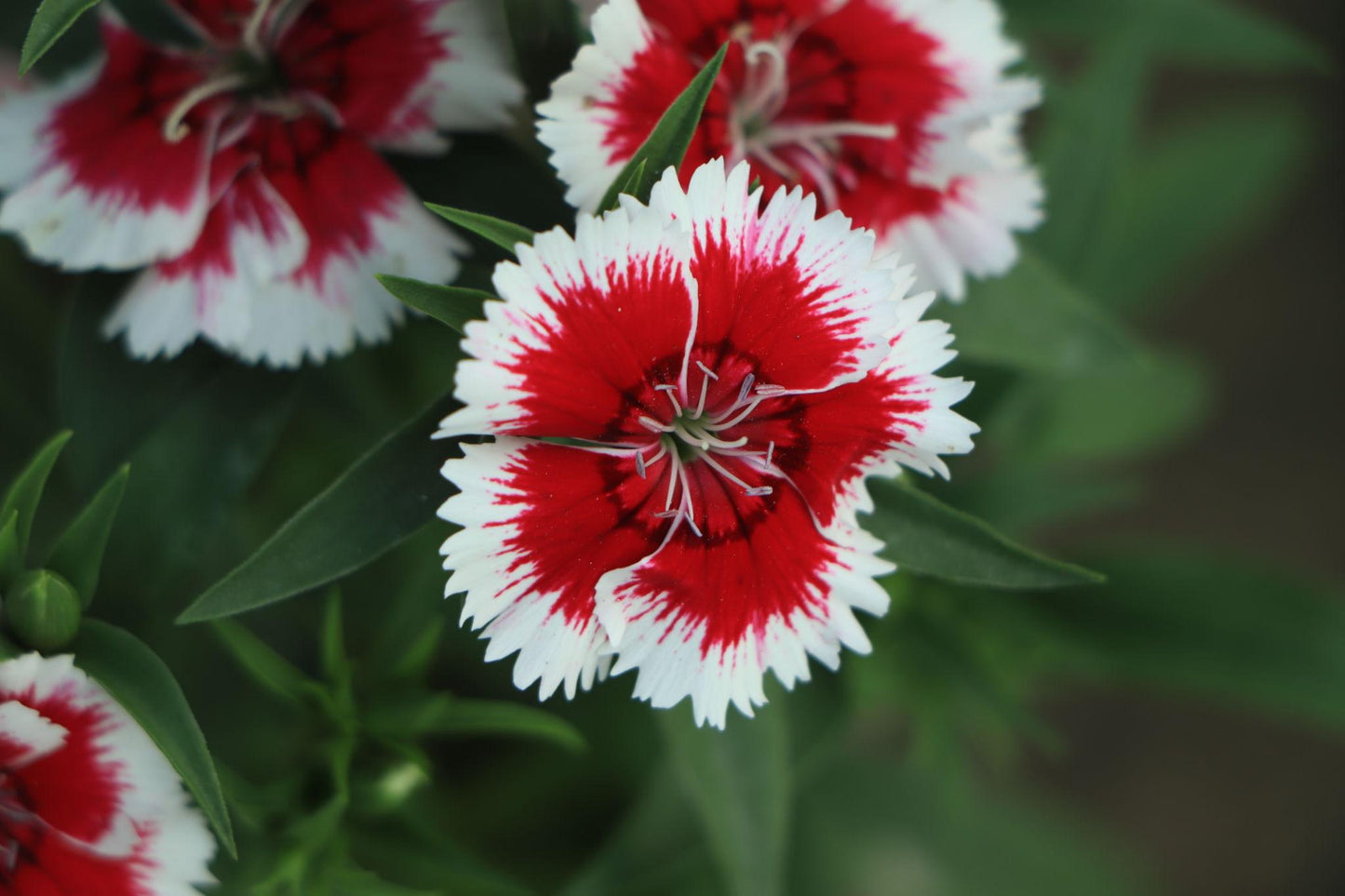 Dianthus Chinensis (Dianthus Dart)