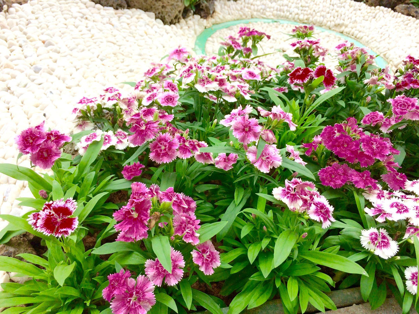 Dianthus Chinensis (Dianthus Dart)