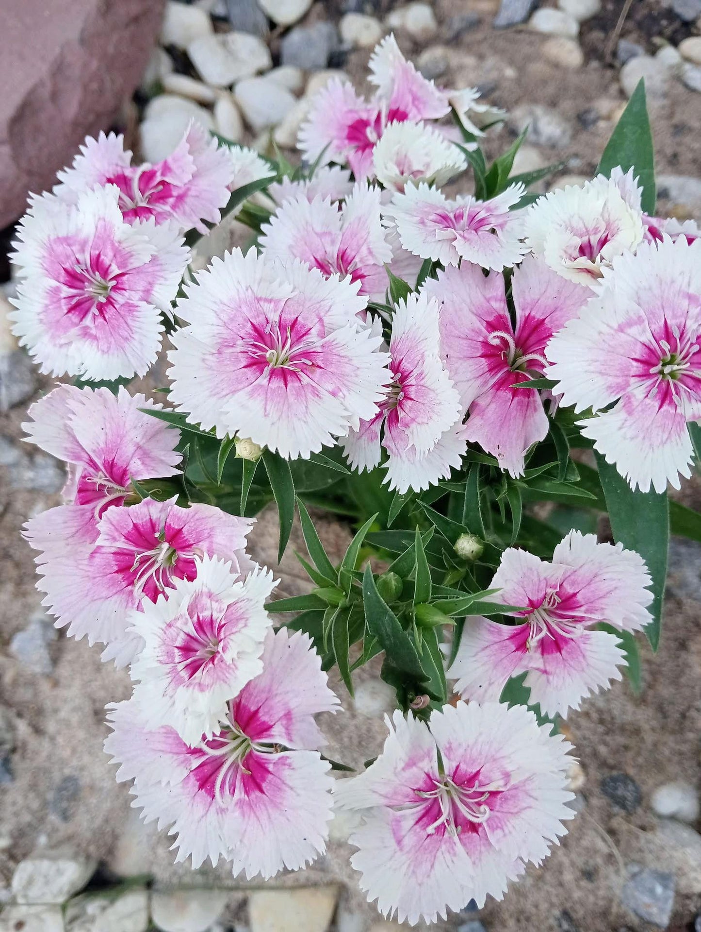Dianthus Chinensis (Dianthus Dart)