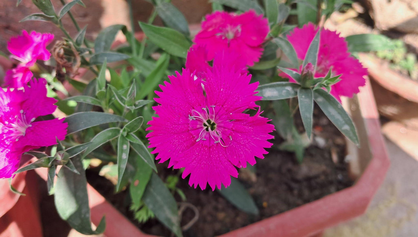 Dianthus Chinensis (Dianthus Dart)