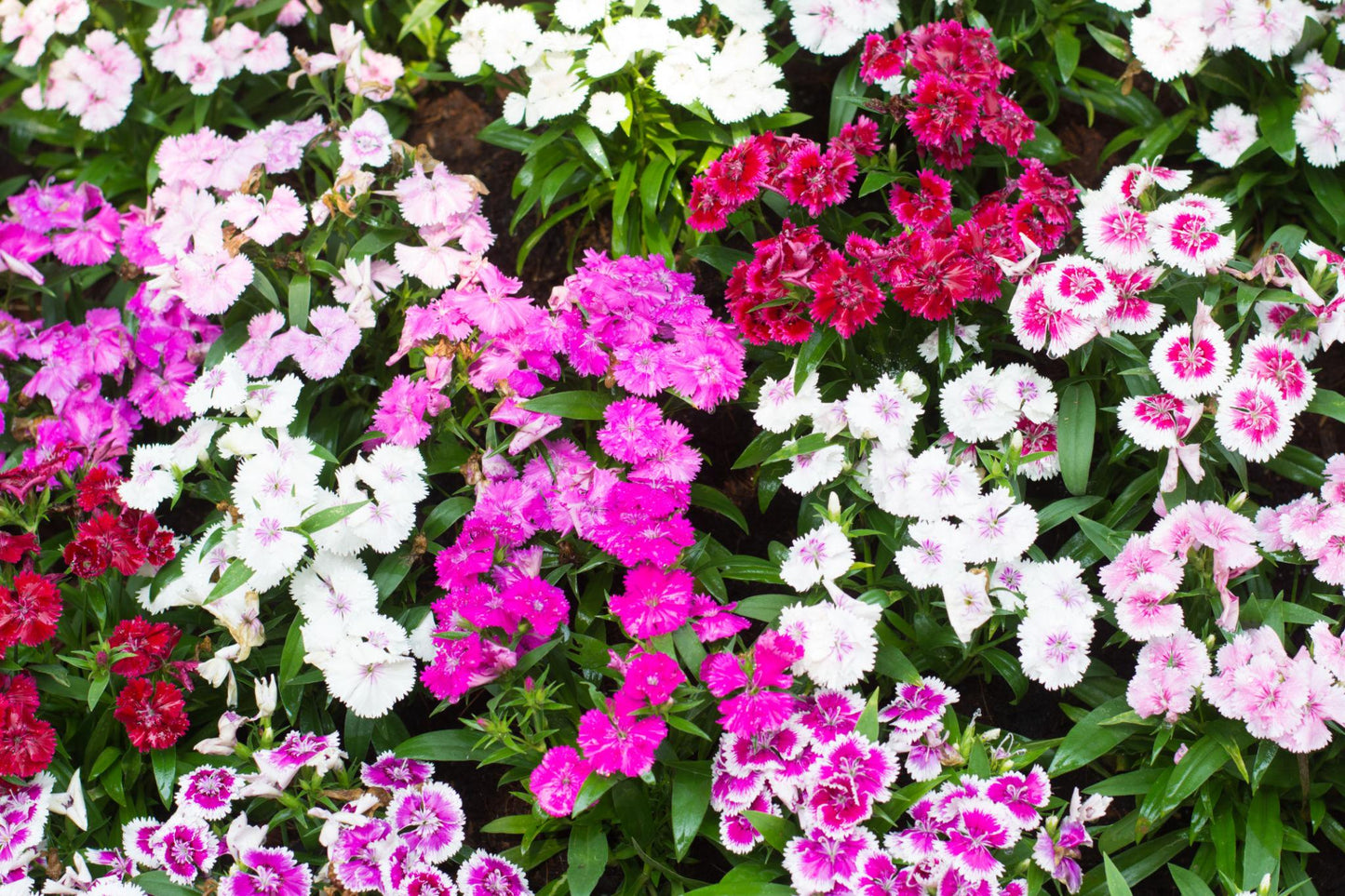 Dianthus Chinensis (Dianthus Dart)