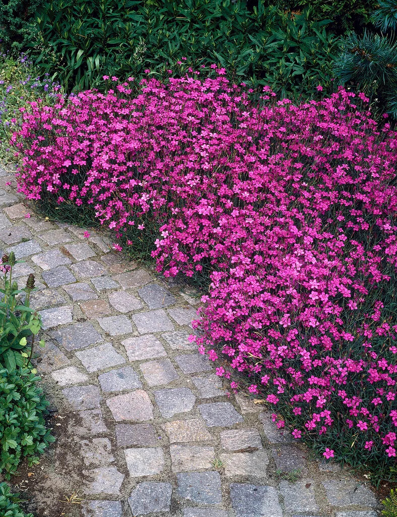 Dianthus Deltoides ‘Salmon Baby’ (Salmon Baby Maiden Pink)