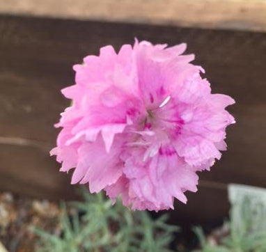 Dianthus Plumarius ‘Pike’s Pink’ (Pike’s Pink Pink Carnation)