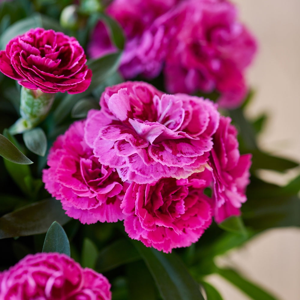 Dianthus caryophyllus 'Sunflor Sinclair' (Sunflor Sinclair Carnation)