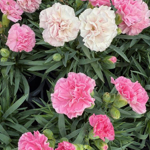 Dianthus caryophyllus (Carnation ‘Sprint’)