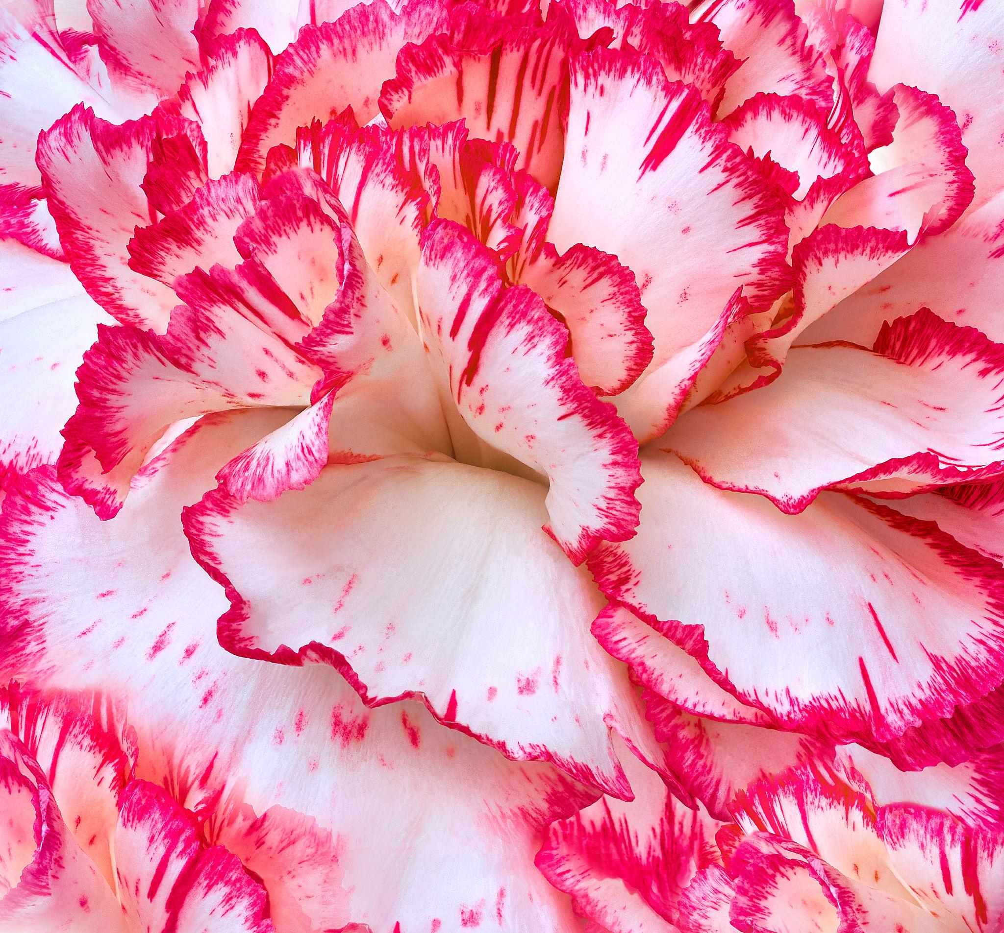 Dianthus caryophyllus (Carnation ‘Sprint’)
