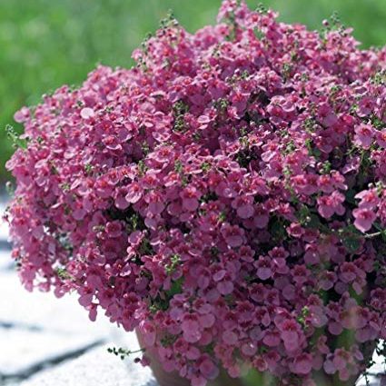 Diascia Spp. (Pink Diascia)