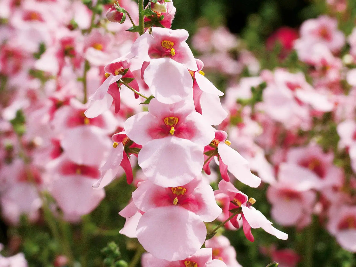 Diascia Barberae 'Breezee™ Appleblossom' (Appleblossom Twinspur)