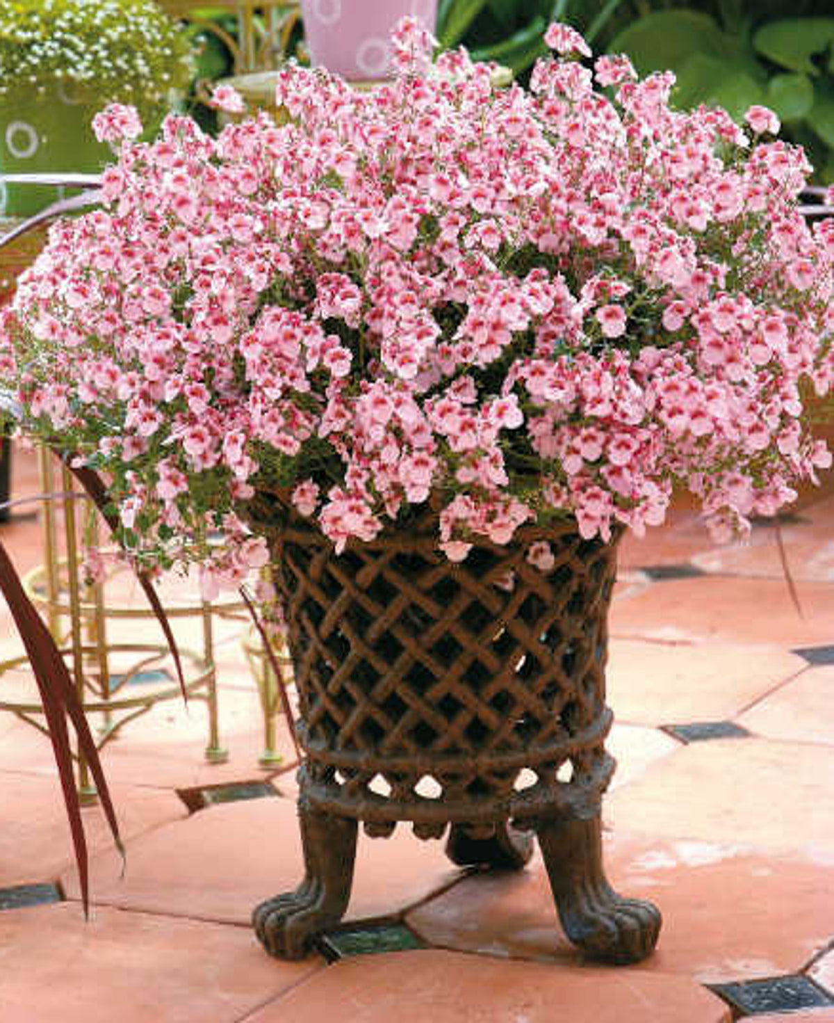 Diascia Barberae 'Breezee™ Appleblossom' (Appleblossom Twinspur)