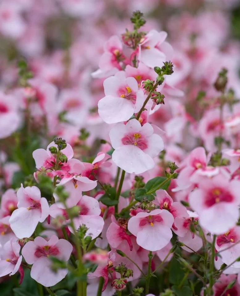 Diascia Barberae 'Breezee™ Appleblossom' (Appleblossom Twinspur)