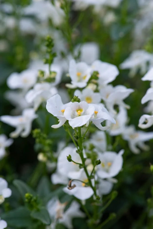 Diascia spp. (Classic White)