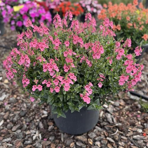 Diascia Trinity Pink