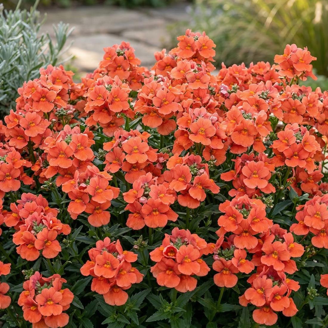 Diascia Trinity Sunset