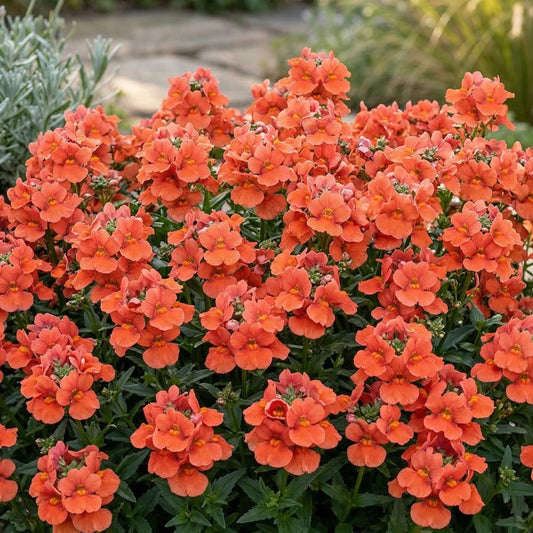 Diascia Trinity Sunset