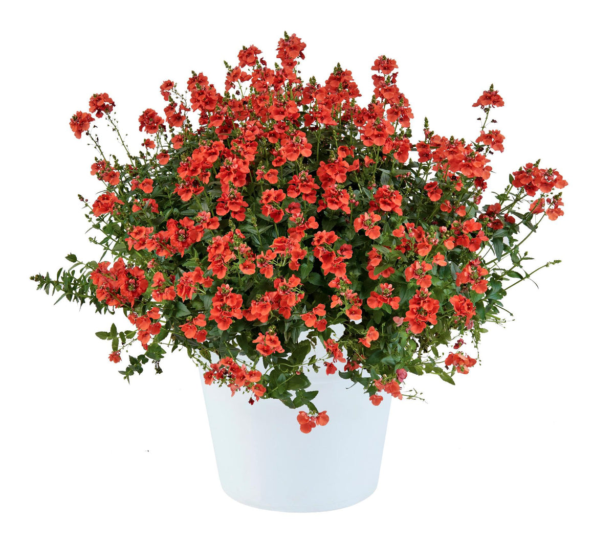Diascia Trinity Sunset