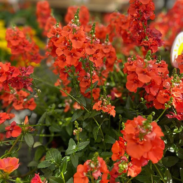 Diascia Trinity Sunset