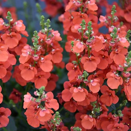 Diascia Trinity Sunset
