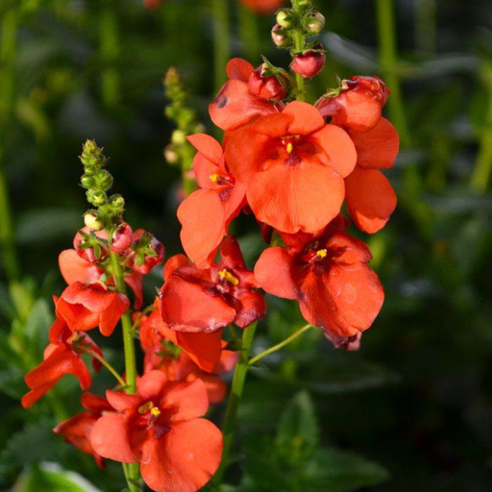 Diascia Trinity Sunset