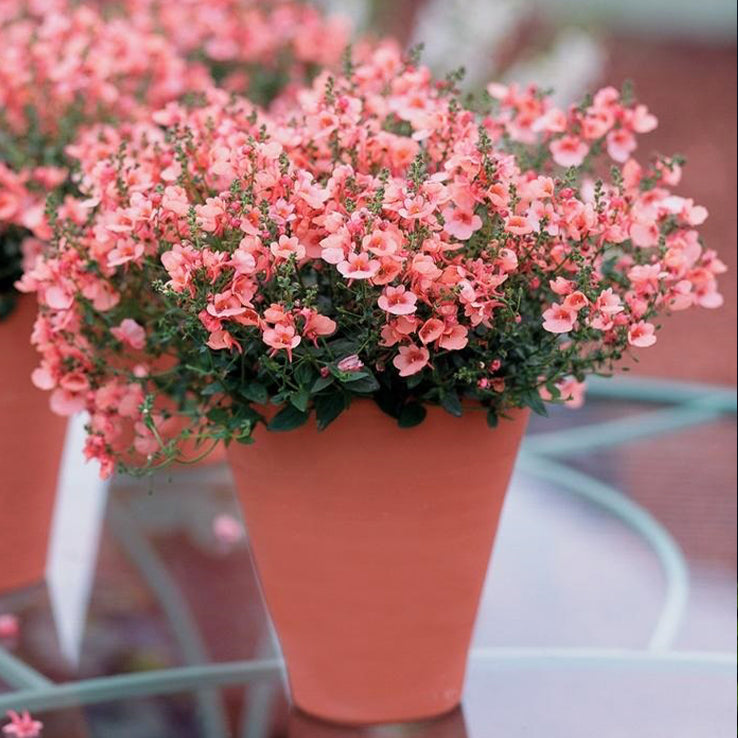 Diascia 'Coral' (Coral Twinspur)