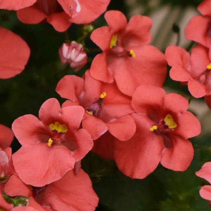 Diascia 'Coral' (Coral Twinspur)