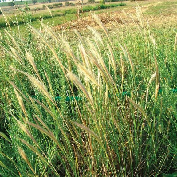 Dichelachne Crinita (Long Hair Plume Grass)