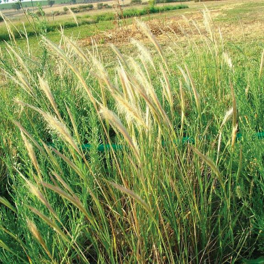 Dichelachne Crinita (Long Hair Plume Grass)