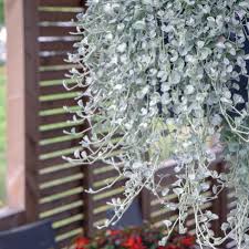 Dichondra Argentea ‘Silver Surfer’ (Silver Surfer Dichondra)