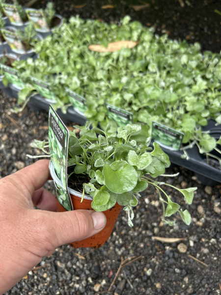 Dichondra Argentea (Silver Falls)