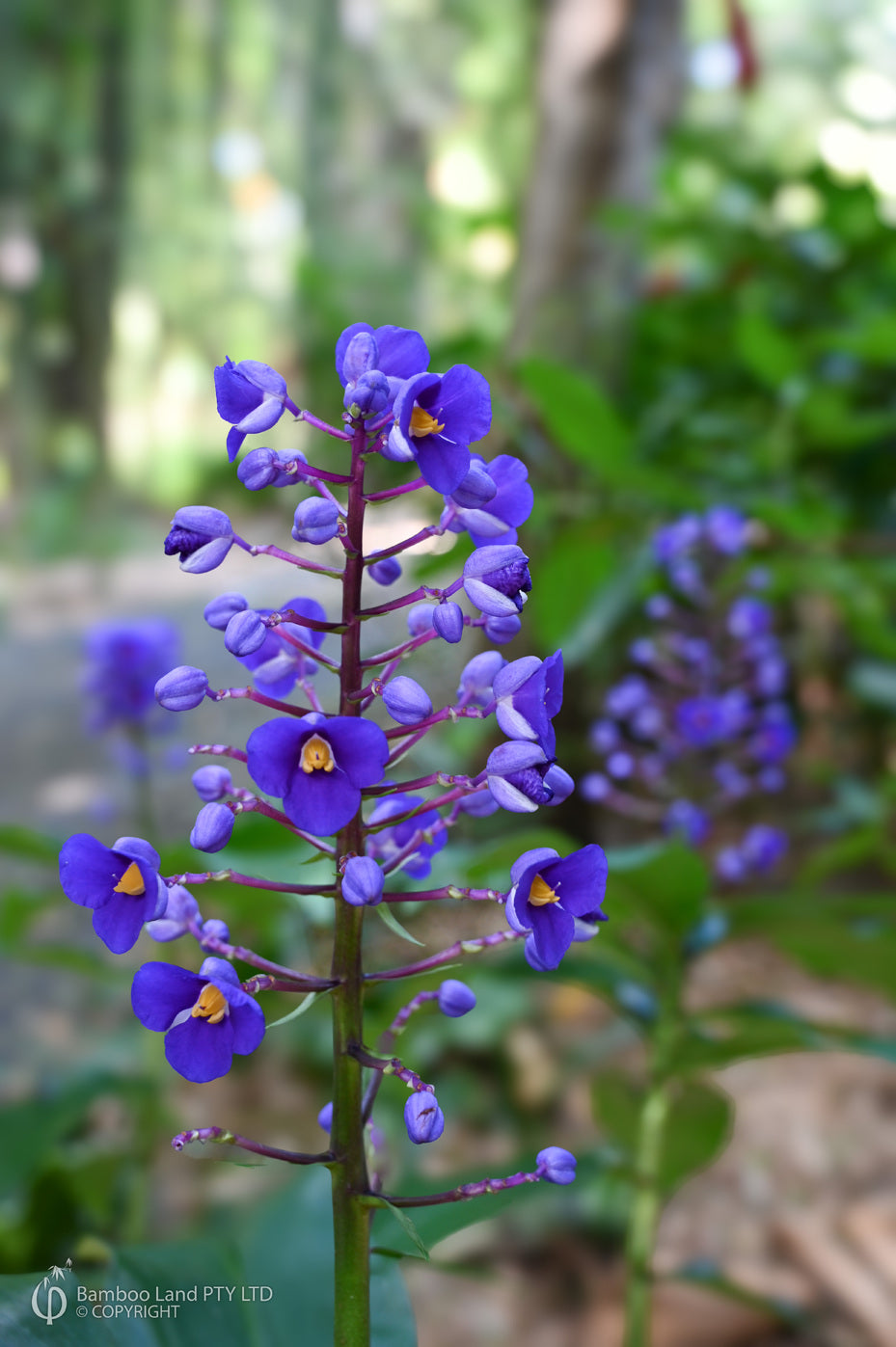 Dichorisandra Thyrsiflora (Blue Ginger)