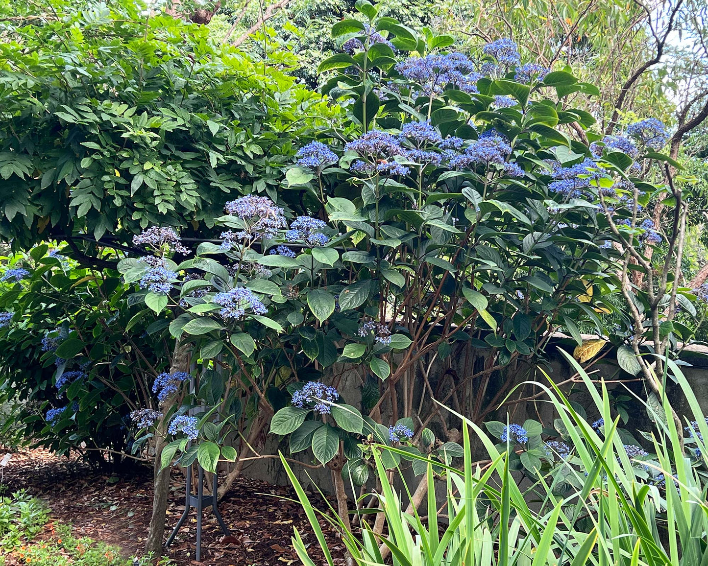 Dichroa versicolor (Evergreen Hydrangea / Blue Evergreen Hydrangea)