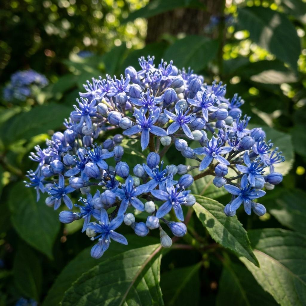 Dichroa versicolor (Evergreen Hydrangea / Blue Evergreen Hydrangea)