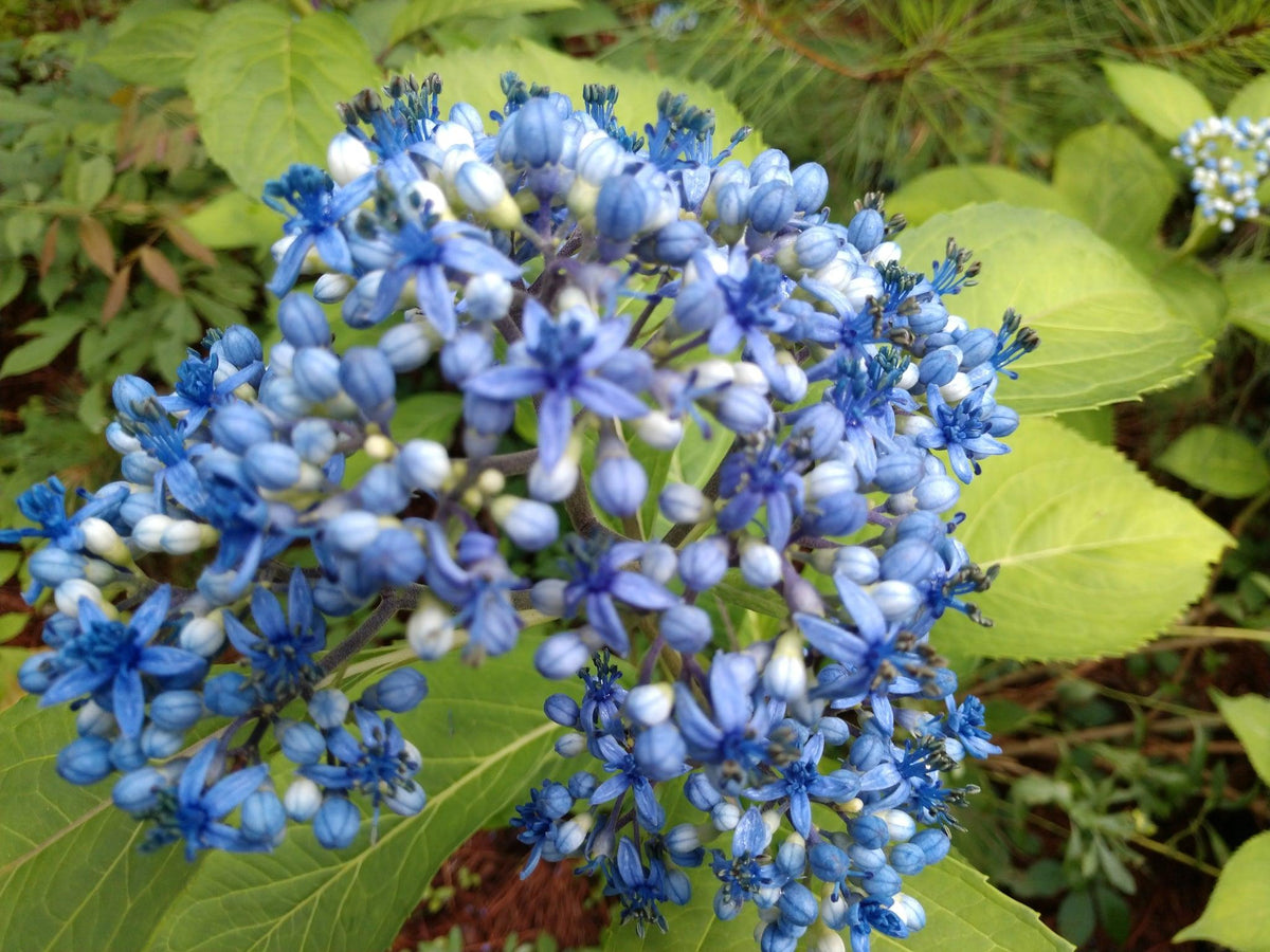 Dichroa versicolor (Evergreen Hydrangea / Blue Evergreen Hydrangea)