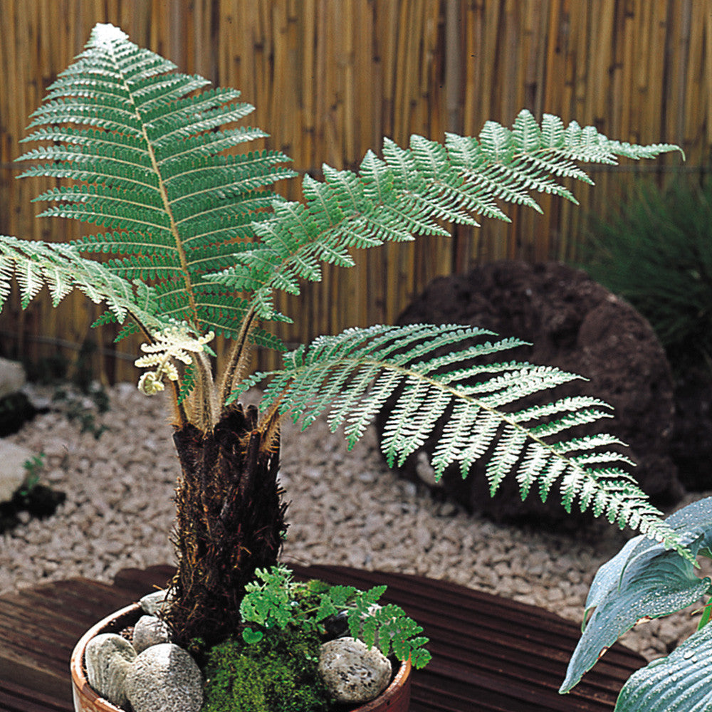 Dicksonia Antarctica Multi (Multi Planted Soft Tree Fern)