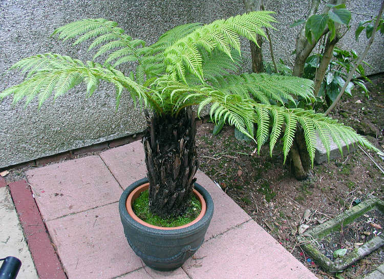 Dicksonia antarctica (Soft Tree Fern)