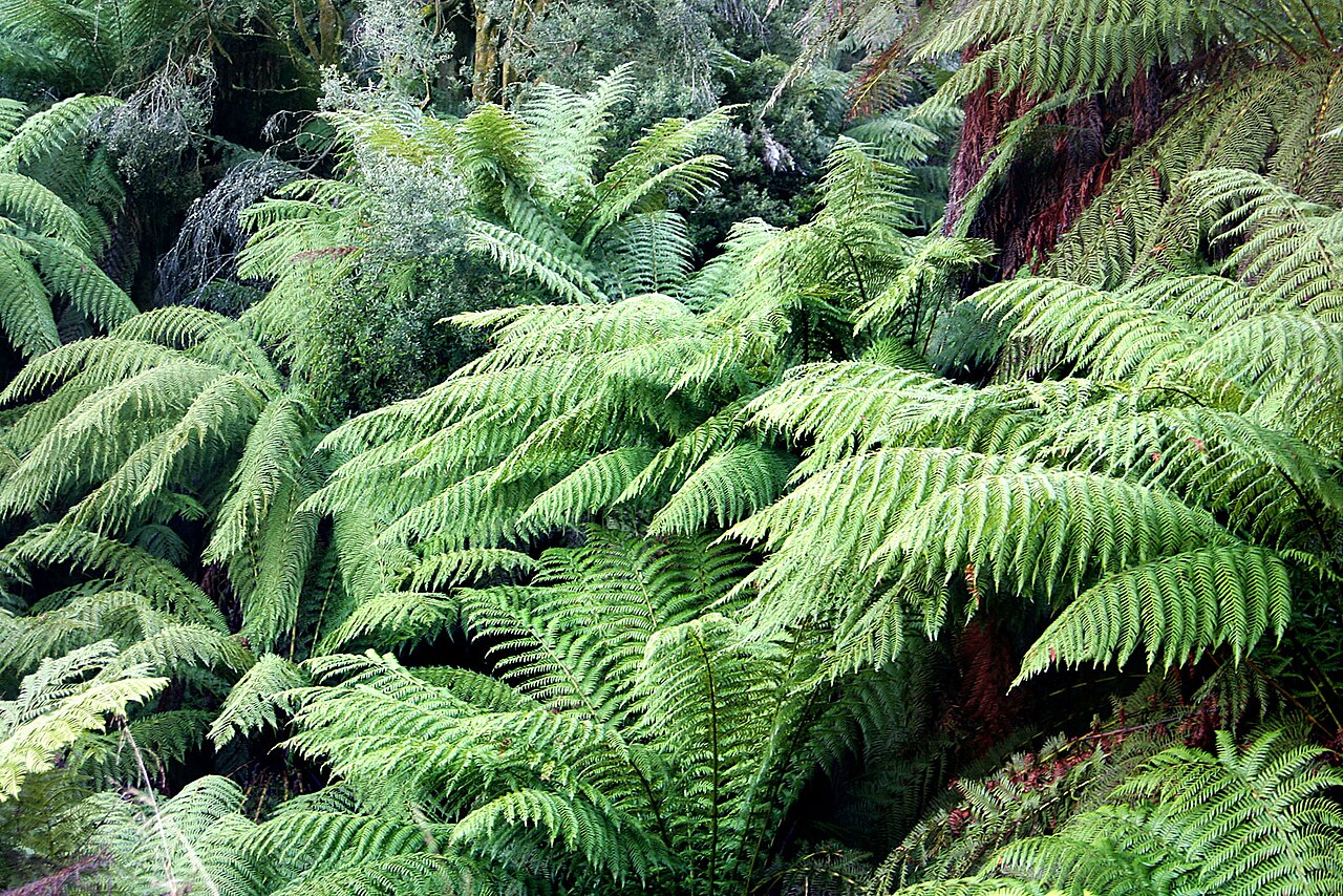 Dicksonia antarctica (Soft Tree Fern)