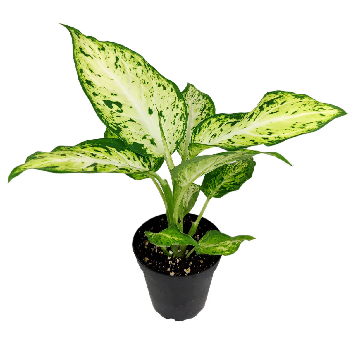 Dieffenbachia 'Amy' (Amy / Dumb Cane)