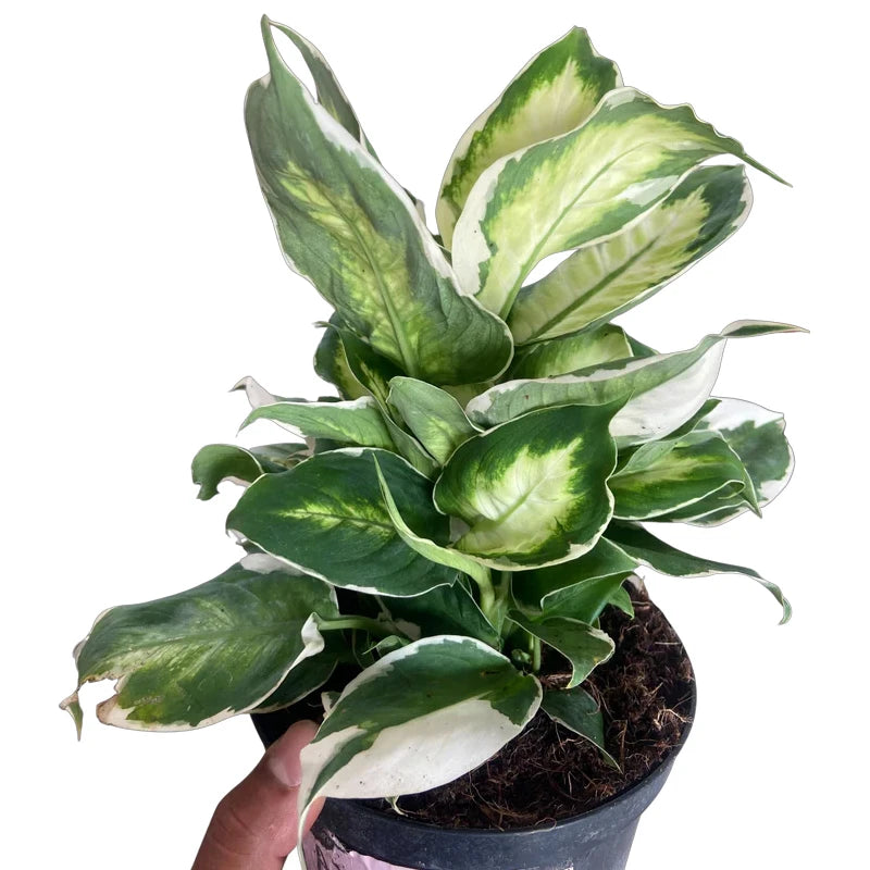Dieffenbachia ‘Cool Beauty’ – Cool Beauty Dumb Cane