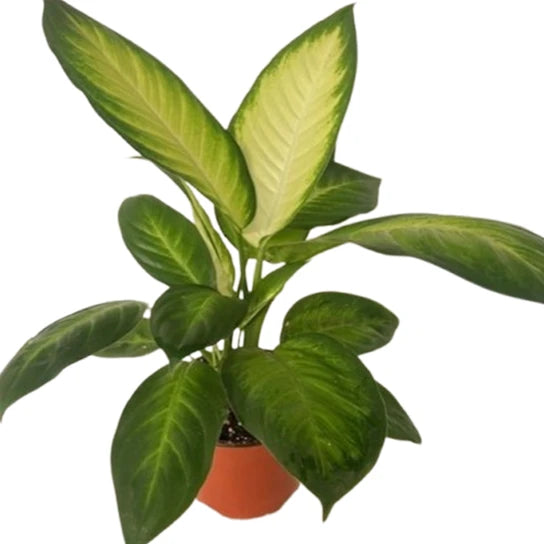 Dieffenbachia ‘Tropic Marianne’ – Dumb Cane