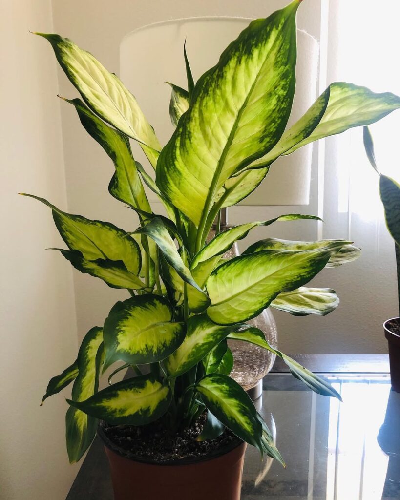 Dieffenbachia 'Vesuvius' (Vesuvius Dumb Cane)