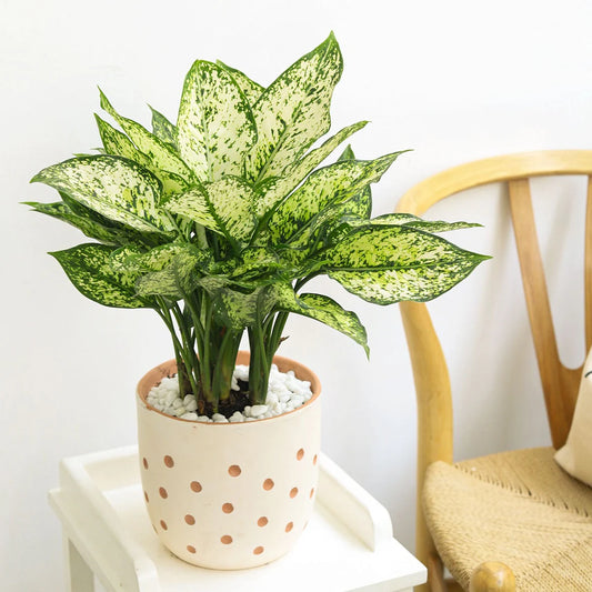 Dieffenbachia 'Amy' (Amy / Dumb Cane)