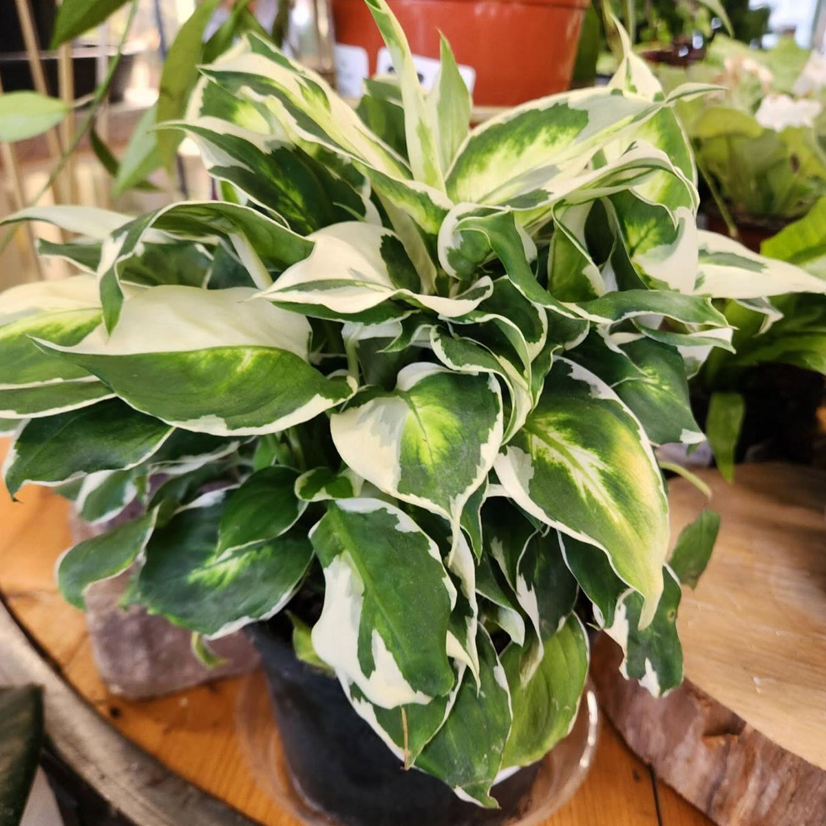 Dieffenbachia ‘Cool Beauty’ (Dumb Cane)