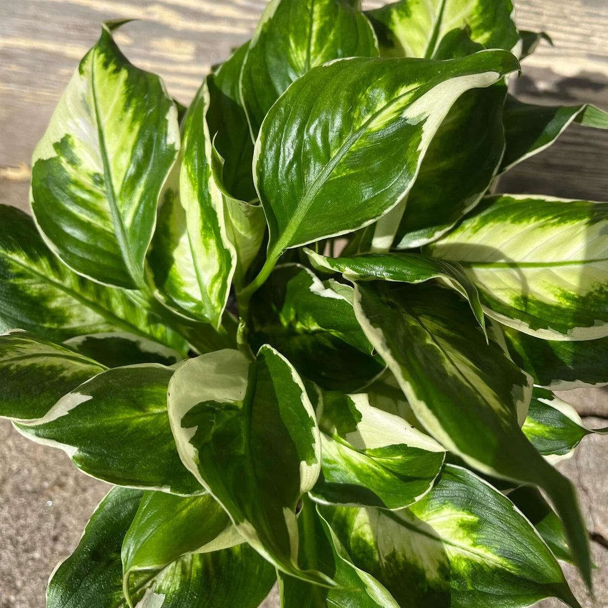 Dieffenbachia ‘Cool Beauty’ (Dumb Cane)