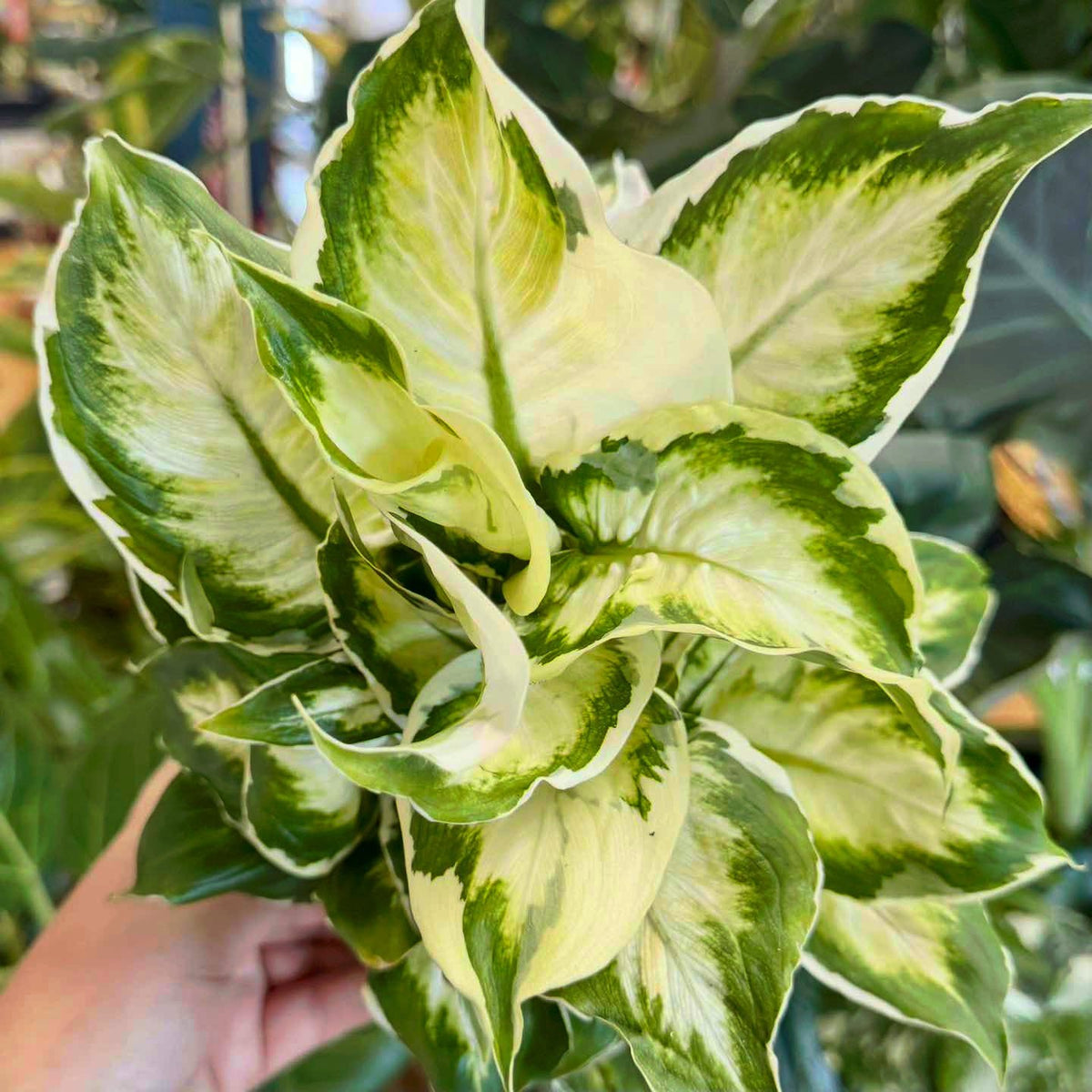 Dieffenbachia ‘Cool Beauty’ (Dumb Cane)